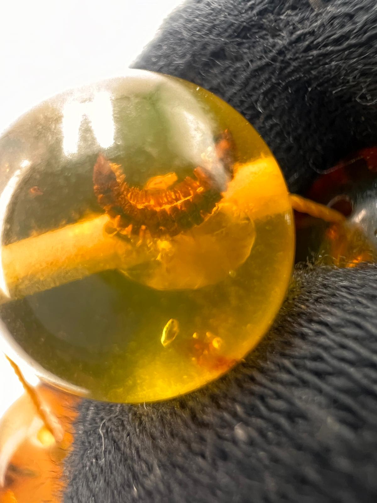 Insect Amber