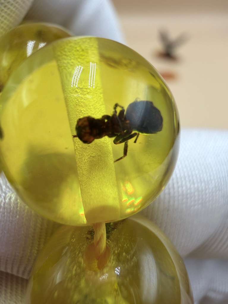 مسباح سندلوس داخله حشرات. Sandalwood Misbaha with natural insects inside.