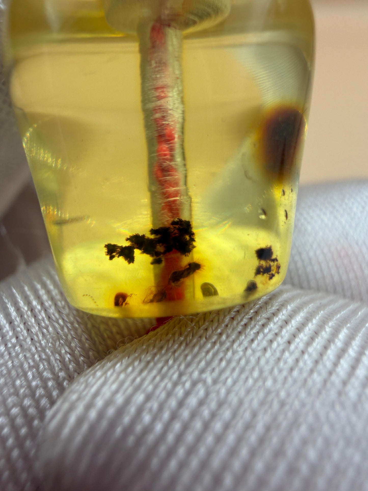 مسباح كهرمان حشري كاريبي، بخراطة مميزة، قصة بيض حمام.Caribbean Insect Amber Misbah