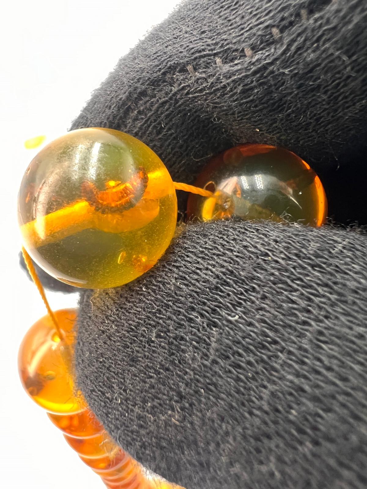 Insect Amber