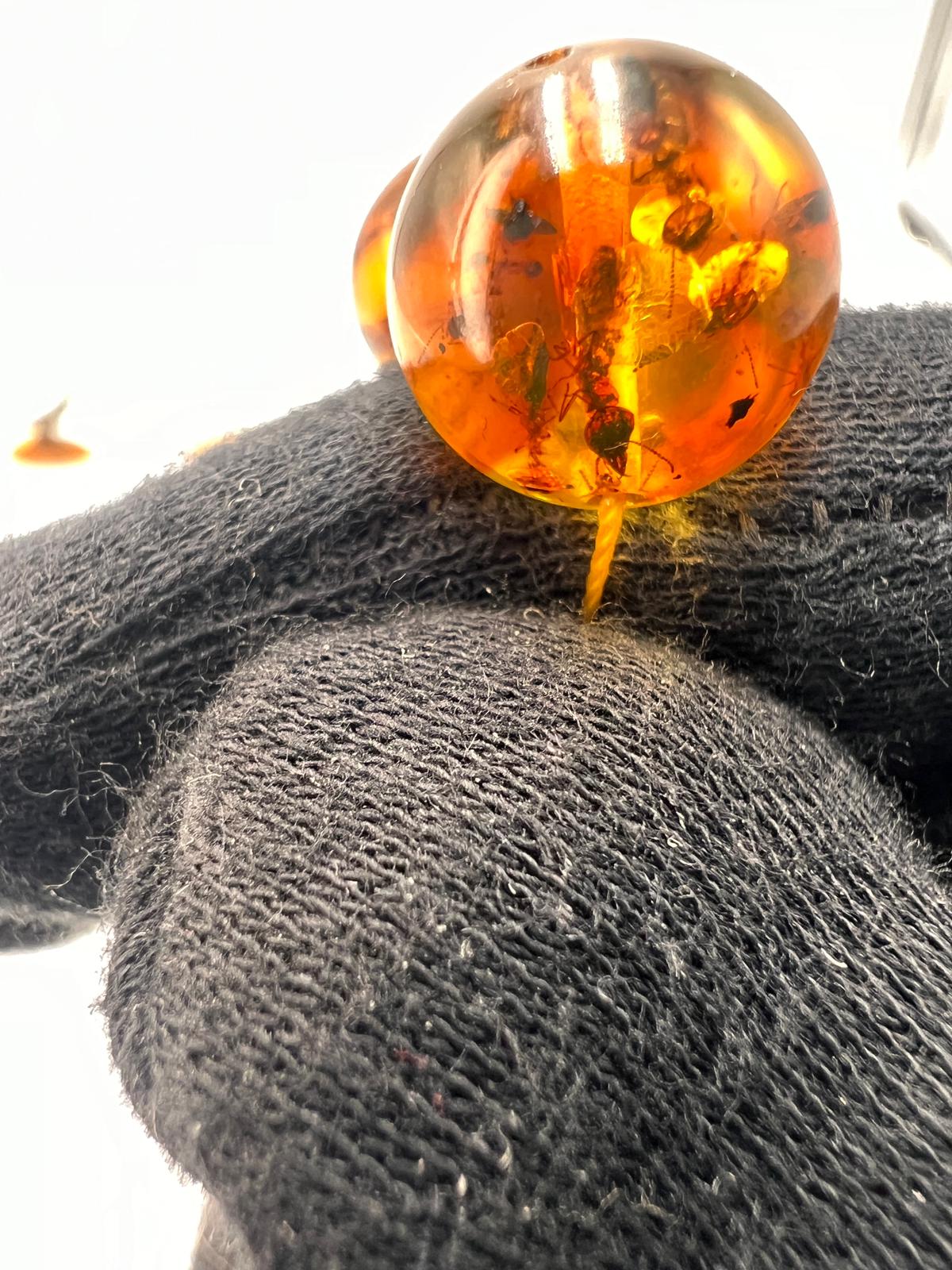Insect Amber