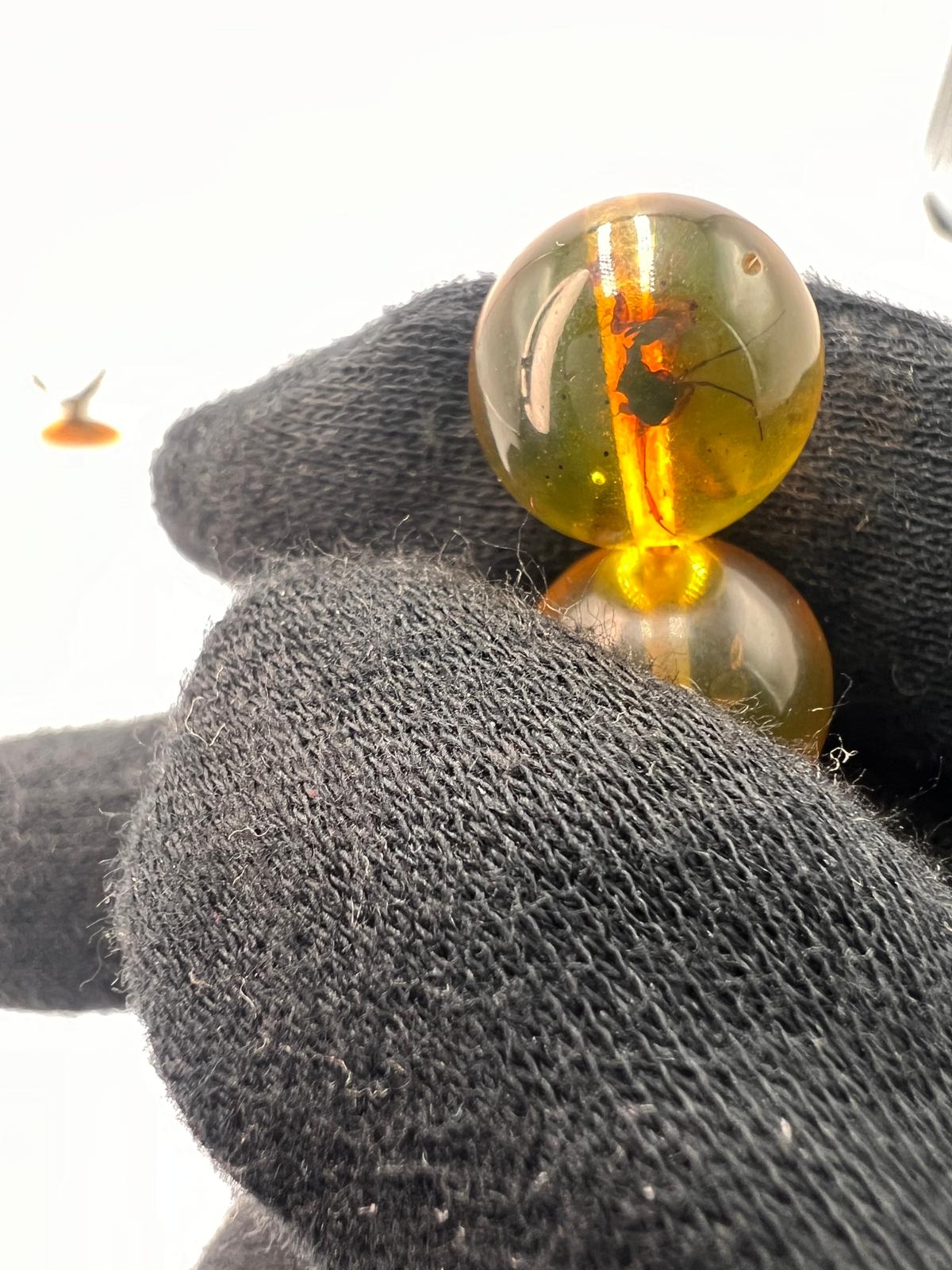 Insect Amber