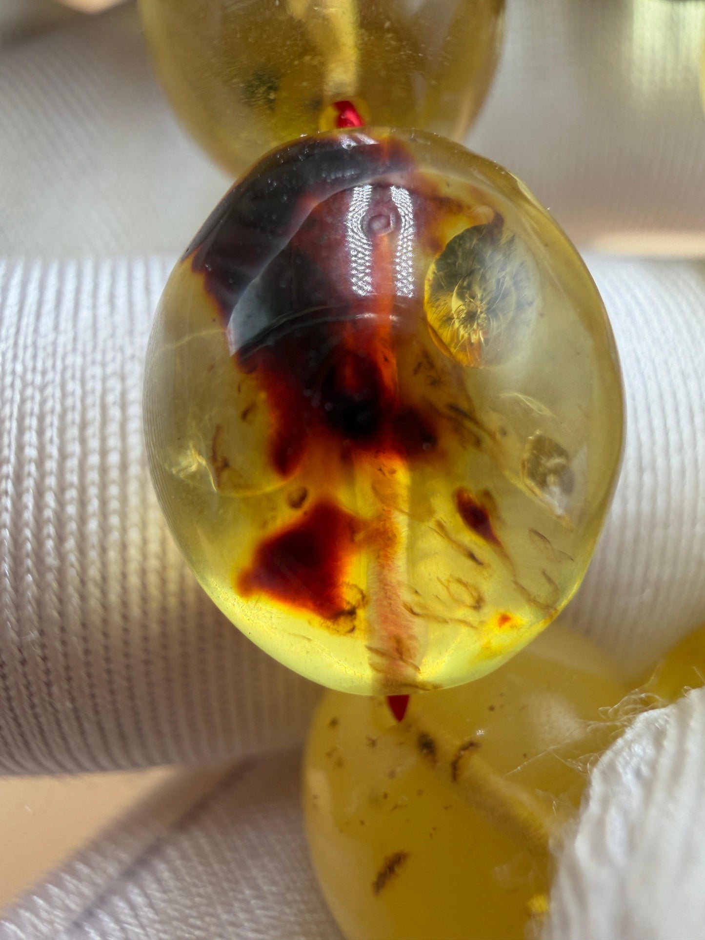 مسباح كهرمان حشري كاريبي، بخراطة مميزة، قصة بيض حمام.Caribbean Insect Amber Misbah