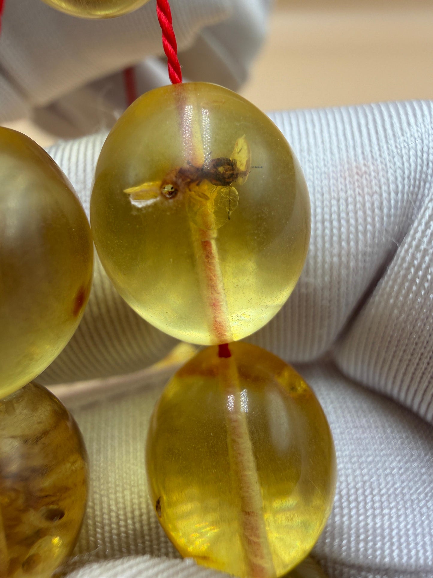 مسباح كهرمان حشري كاريبي، بخراطة مميزة، قصة بيض حمام.Caribbean Insect Amber Misbah