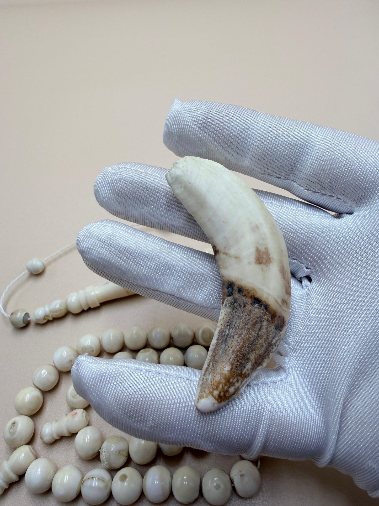 مسباح ناب 
مع كسّار ناب من نفس أصل الخام المصنوع منه المسباح Fang Misbaha
With fang breaker made from the same original material