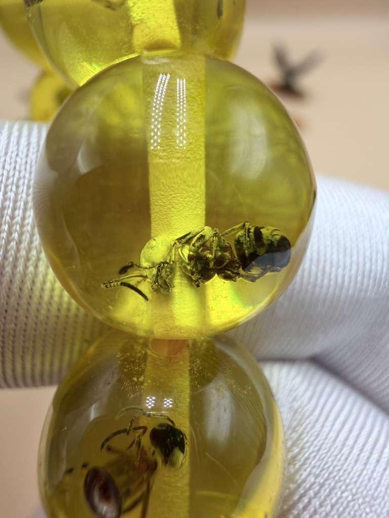 مسباح سندلوس داخله حشرات. Sandalwood Misbaha with natural insects inside.