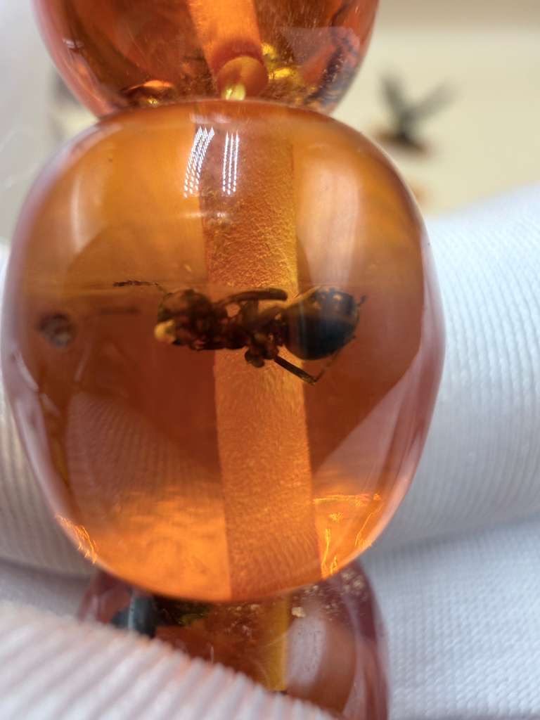 مسباح سندلوس داخله حشرات. Sandalwood Misbaha with natural insects inside.