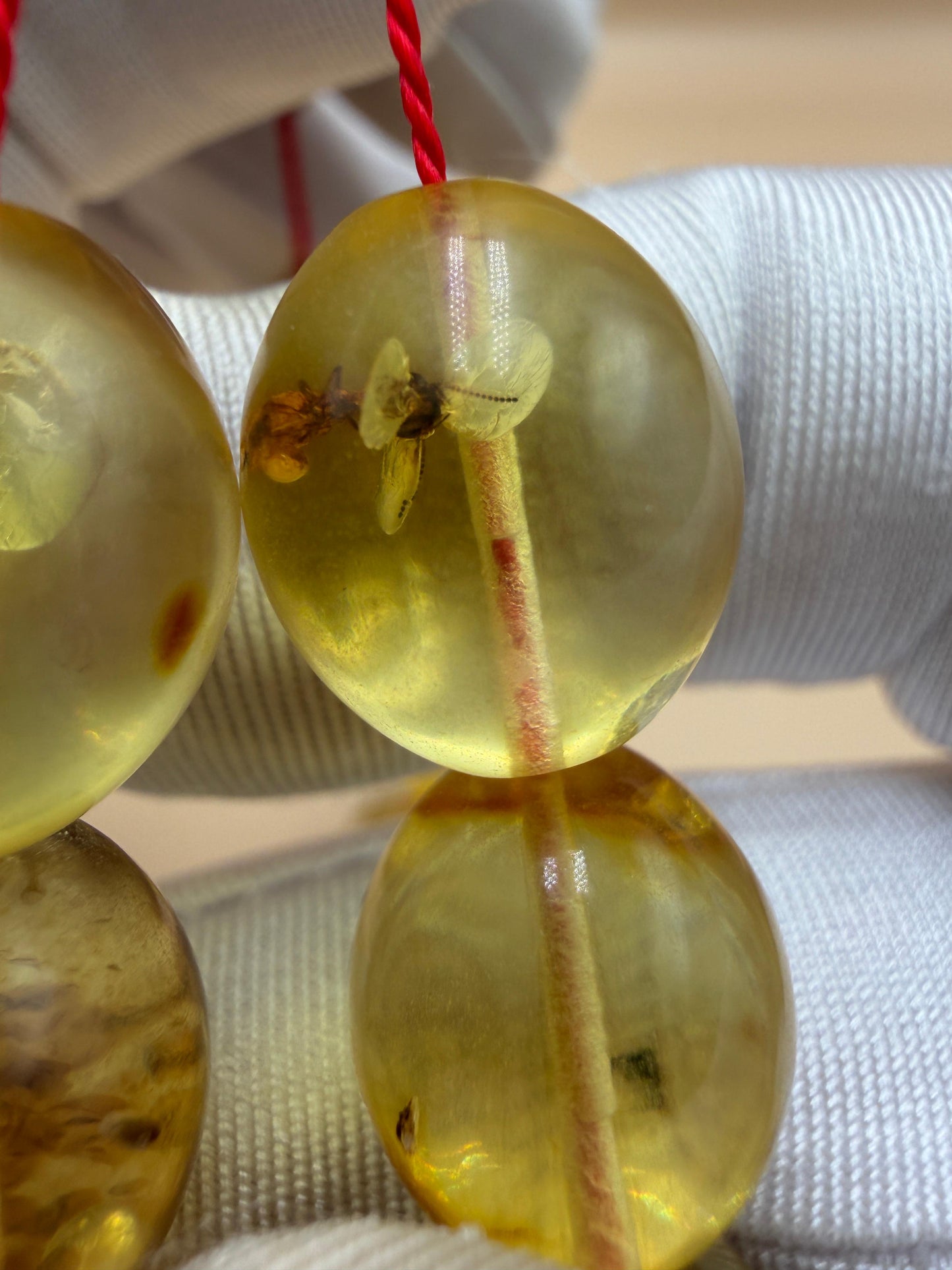 مسباح كهرمان حشري كاريبي، بخراطة مميزة، قصة بيض حمام.Caribbean Insect Amber Misbah