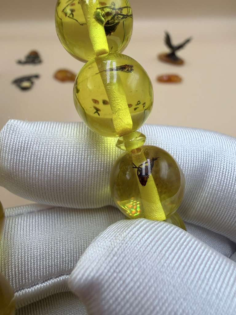 مسباح سندلوس داخله حشرات. Sandalwood Misbaha with natural insects inside.